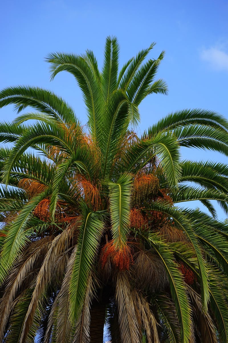 Phoenix Trees