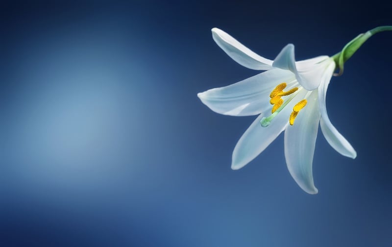Cobra Lily