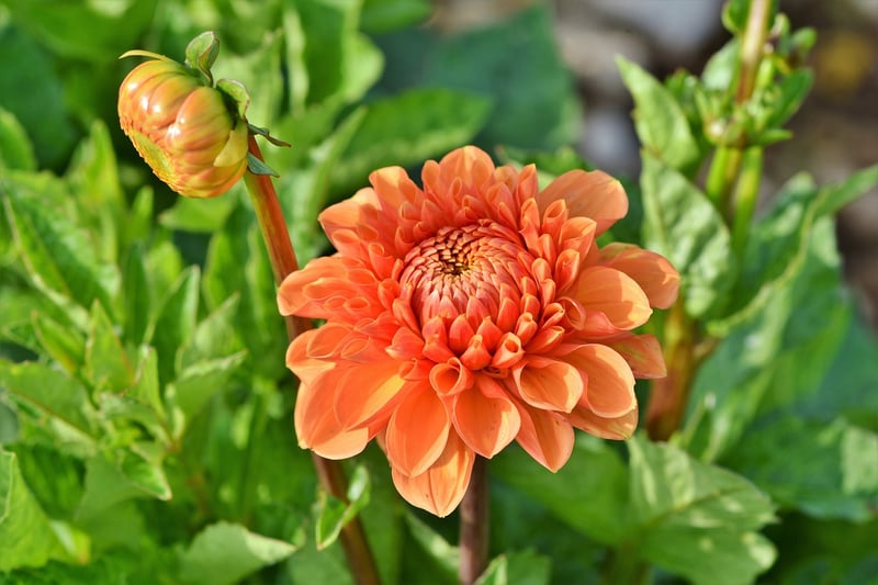 Floral Display